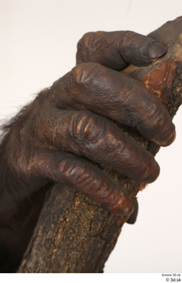 Chimpanzee Bonobo hand 0006.jpg